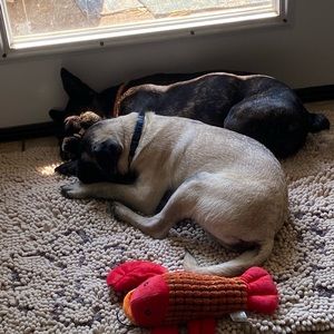 Meet your Posher, Tessa